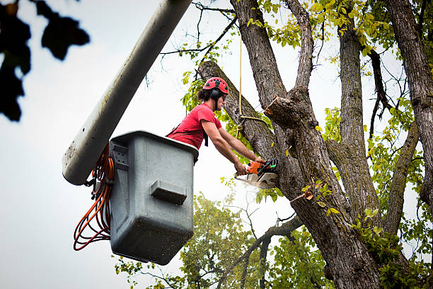 Best Tree Maintenance Programs  in Crest View Heights, NY